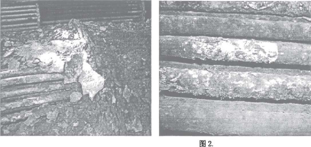 其腐燭形貌如圖2.1、2.2所示